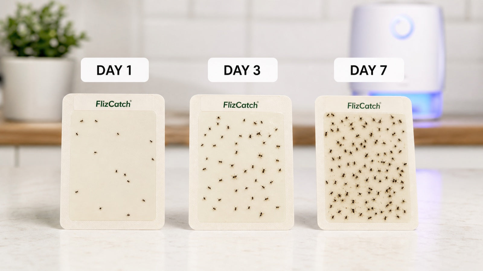 FlizCatch glue cards showing captured insects over several days